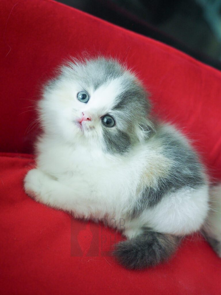 บีเวอร์: ลูกแมว Scottish fold 28 รูปของฟาร์มแมว porphayak cattery