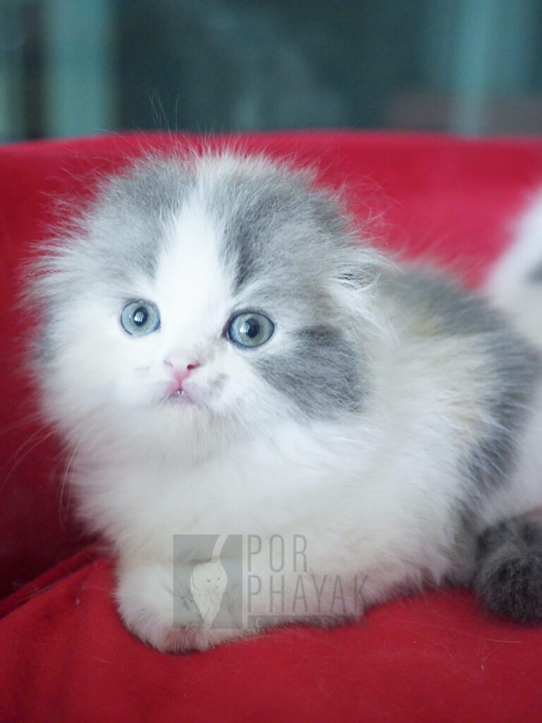 บีเวอร์: ลูกแมว Scottish fold 16 รูปของฟาร์มแมว porphayak cattery