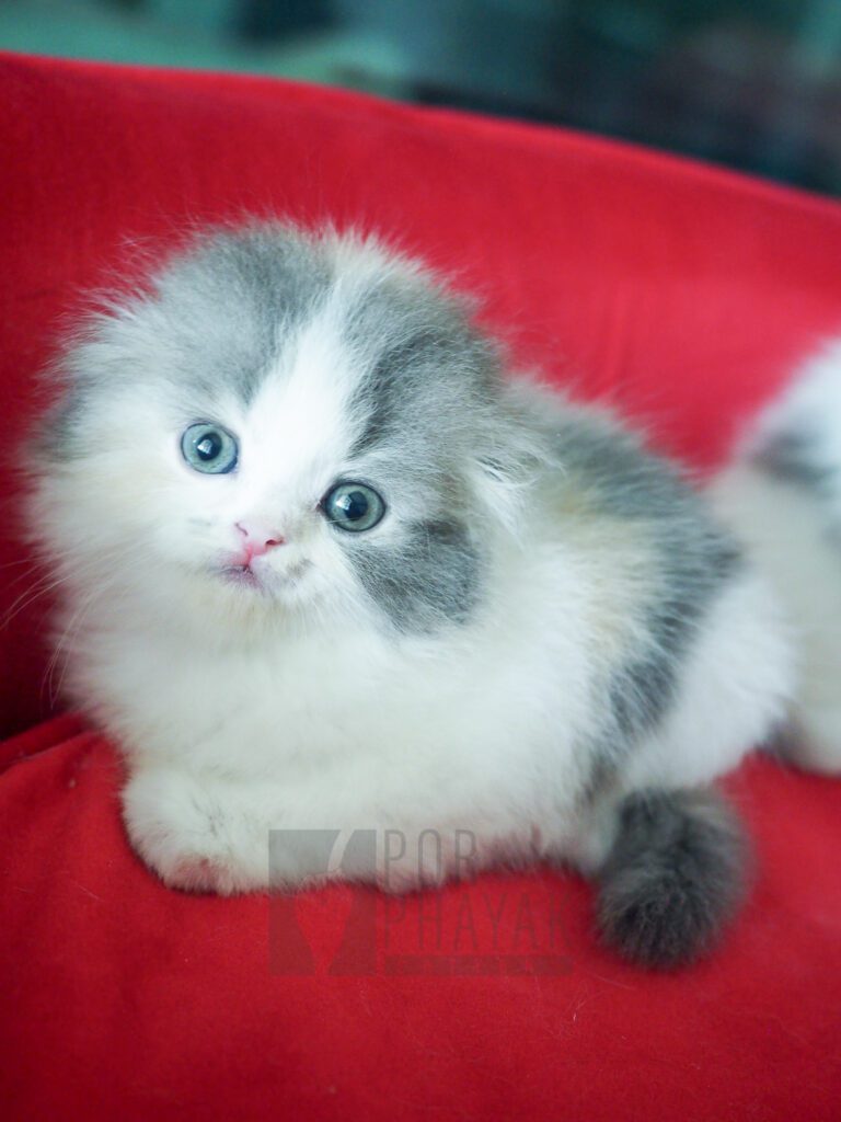 บีเวอร์: ลูกแมว Scottish fold 27 รูปของฟาร์มแมว porphayak cattery