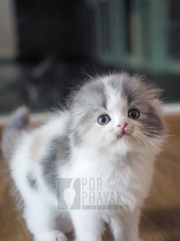 บีเวอร์: ลูกแมว Scottish fold 29 รูปของฟาร์มแมว porphayak cattery