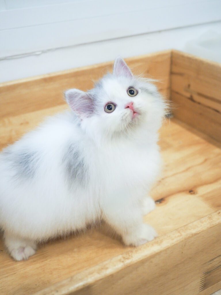 ดูโอ้: ลูกแมว Scottish fold 15 รูปของฟาร์มแมว porphayak cattery