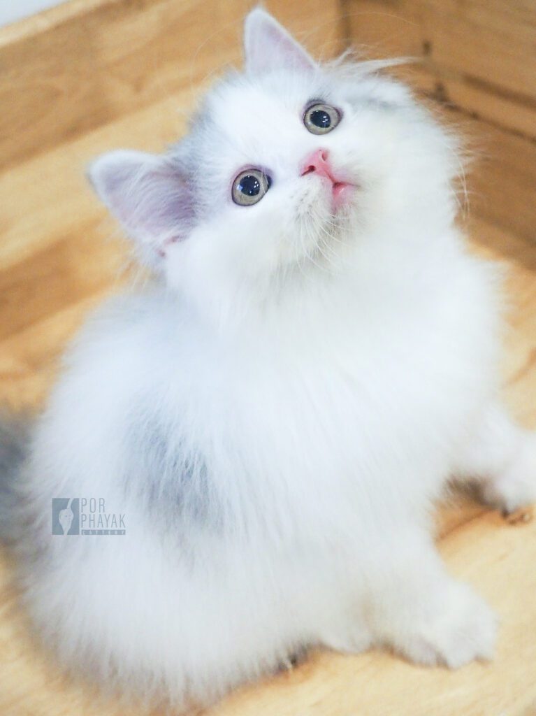 ดูโอ้: ลูกแมว Scottish fold 33 รูปของฟาร์มแมว porphayak cattery