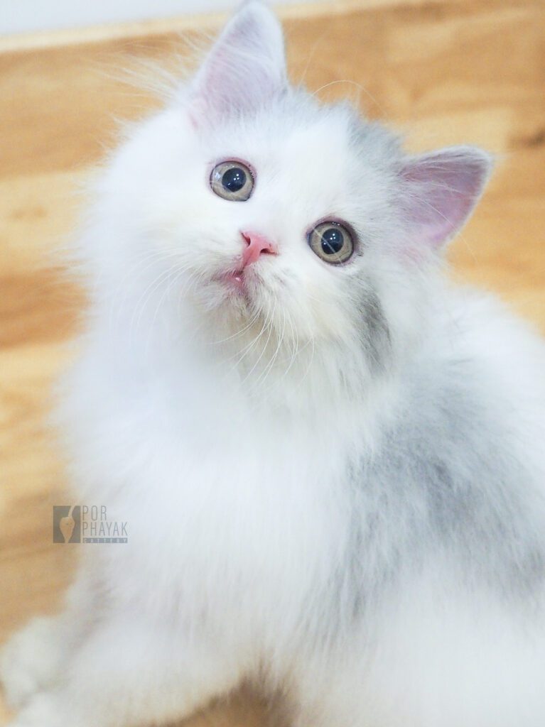 ดูโอ้: ลูกแมว Scottish fold 37 รูปของฟาร์มแมว porphayak cattery