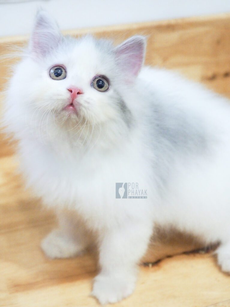 ดูโอ้: ลูกแมว Scottish fold 39 รูปของฟาร์มแมว porphayak cattery