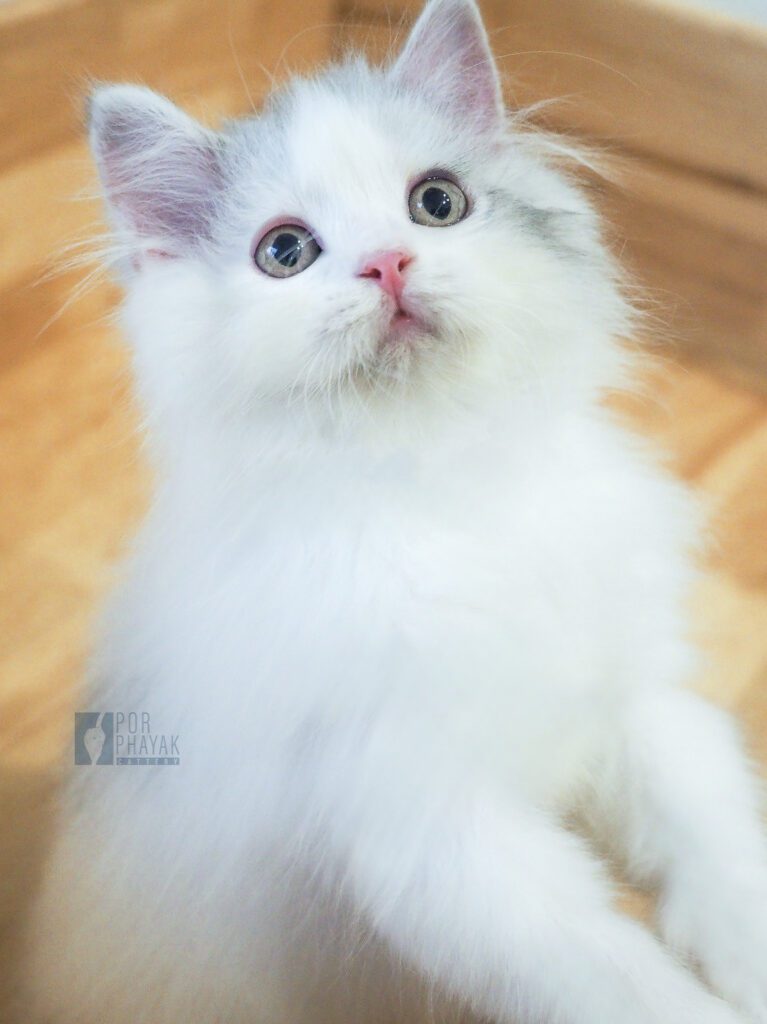 ดูโอ้: ลูกแมว Scottish fold 23 รูปของฟาร์มแมว porphayak cattery