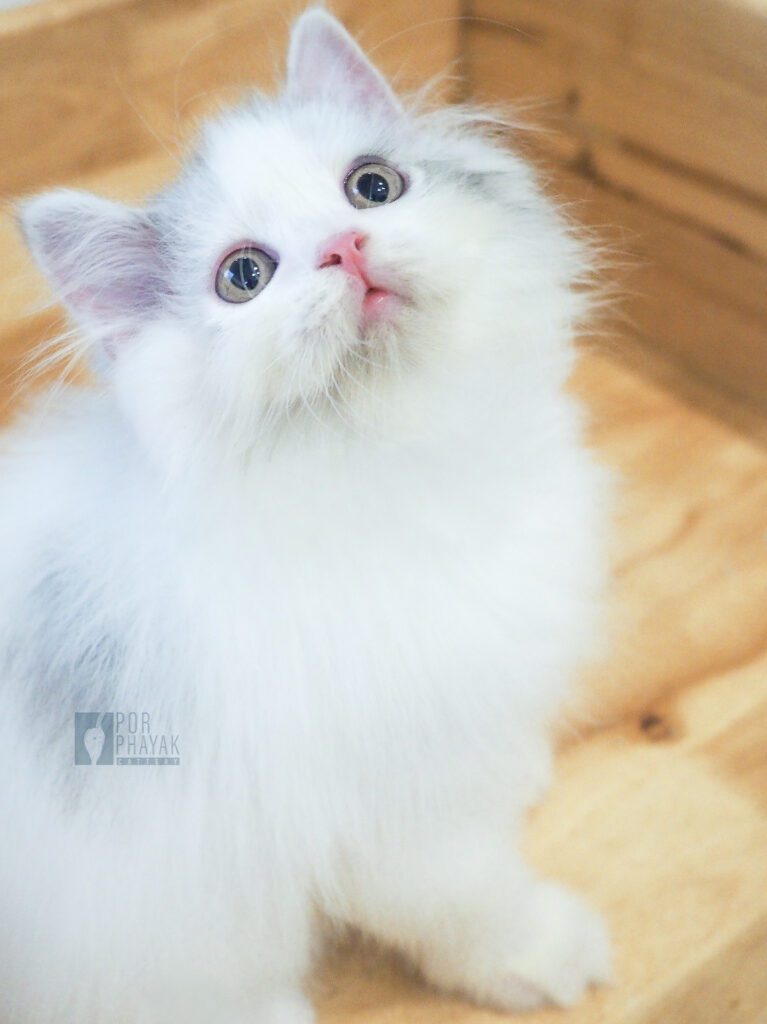 ดูโอ้: ลูกแมว Scottish fold 25 รูปของฟาร์มแมว porphayak cattery