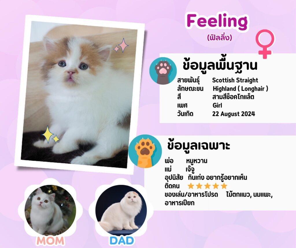 ฟิลลิ่ง: ลูกแมว Scottish fold 12 รูปของฟาร์มแมว porphayak cattery