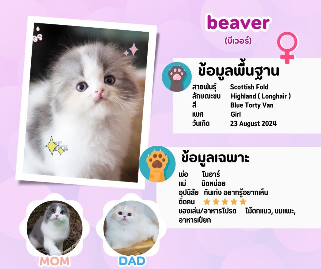 บีเวอร์: ลูกแมว Scottish fold 11 รูปของฟาร์มแมว porphayak cattery