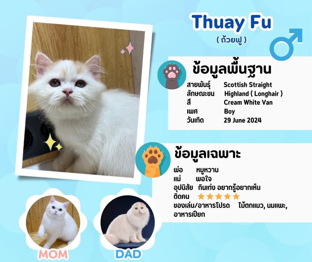 ถ้วยฟู: ลูกแมว Scottish fold 12 รูปของฟาร์มแมว porphayak cattery