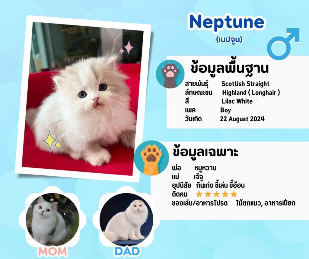 เนปจูน: ลูกแมว Scottish fold 10 รูปของฟาร์มแมว porphayak cattery