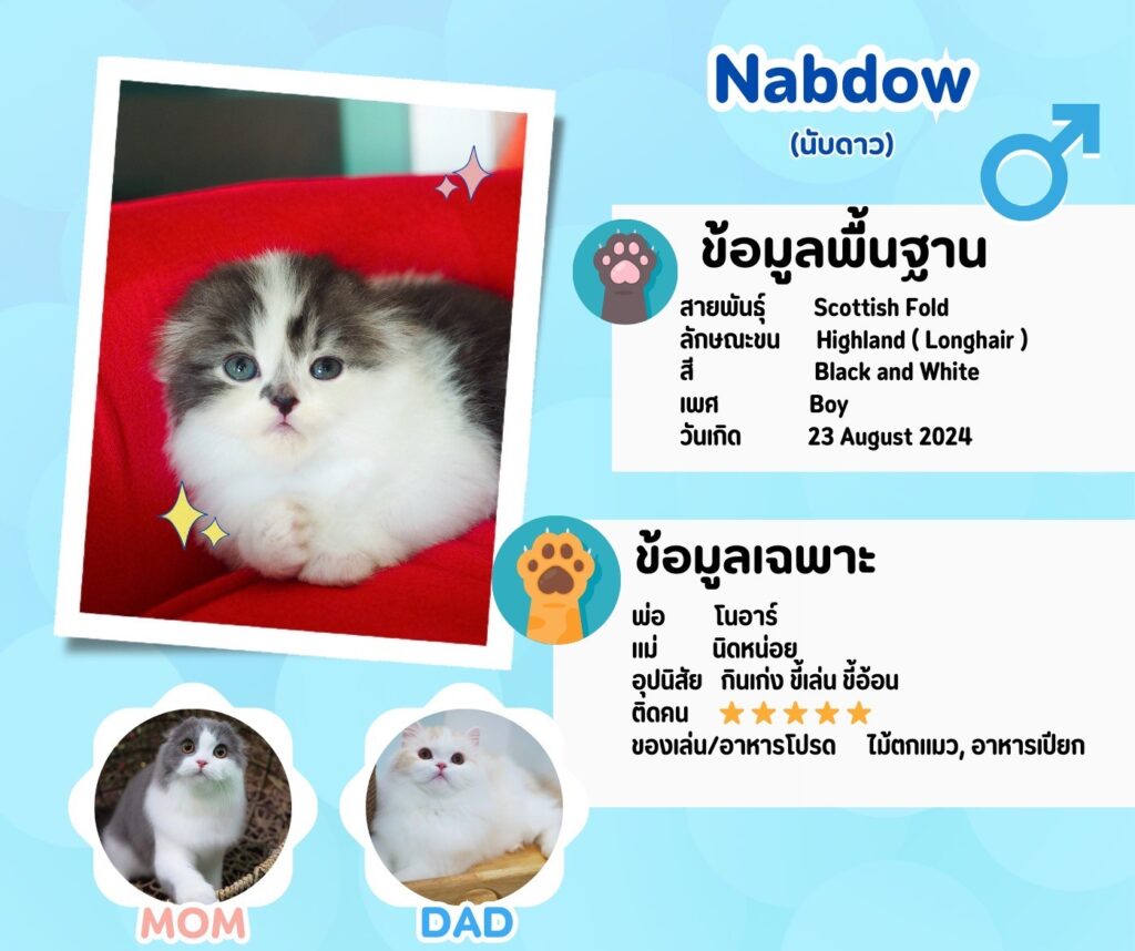 นับดาว: ลูกแมว Scottish fold 12 รูปของฟาร์มแมว porphayak cattery