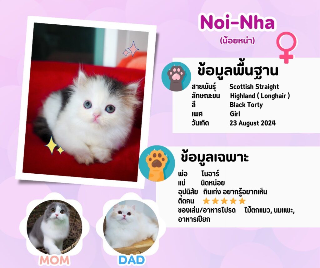 น้อยหน่า: ลูกแมว Scottish fold 12 รูปของฟาร์มแมว porphayak cattery