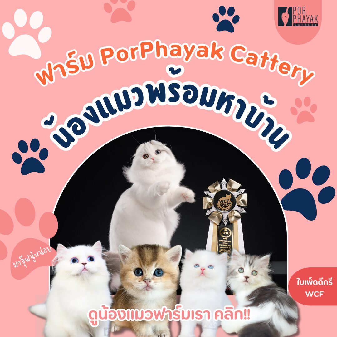 Home Page 35 รูปของฟาร์มแมว porphayak cattery