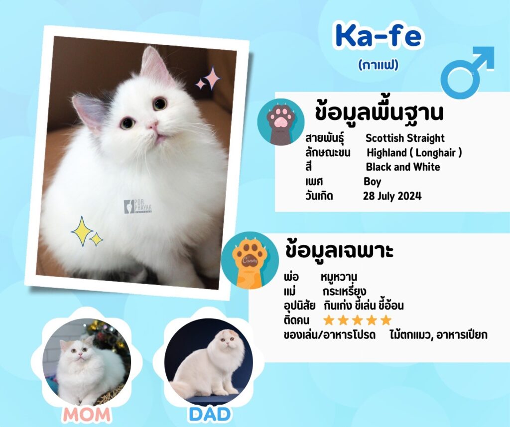 กาแฟ ลูกแมว porphayak cattery