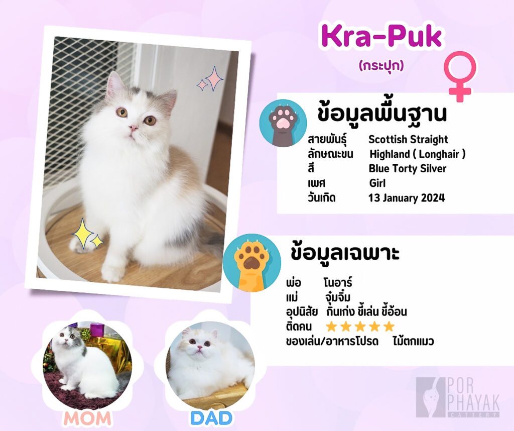 กระปุก: ลูกแมว Scottish fold 16 รูปของฟาร์มแมว porphayak cattery