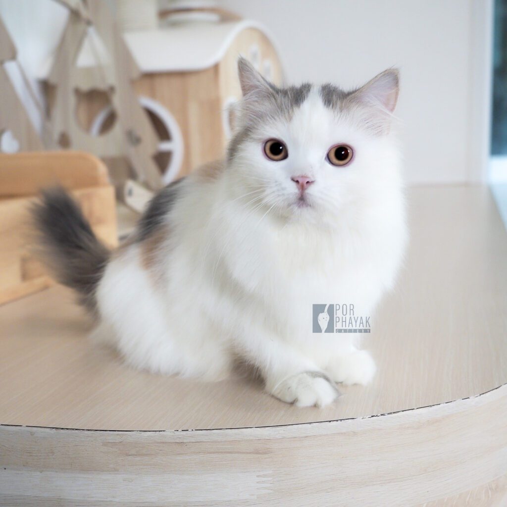 กระปุก: ลูกแมว Scottish fold 20 รูปของฟาร์มแมว porphayak cattery