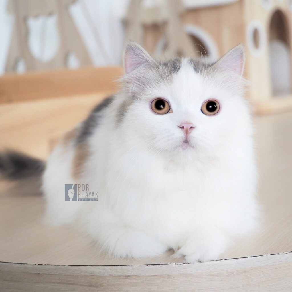 กระปุก: ลูกแมว Scottish fold 22 รูปของฟาร์มแมว porphayak cattery