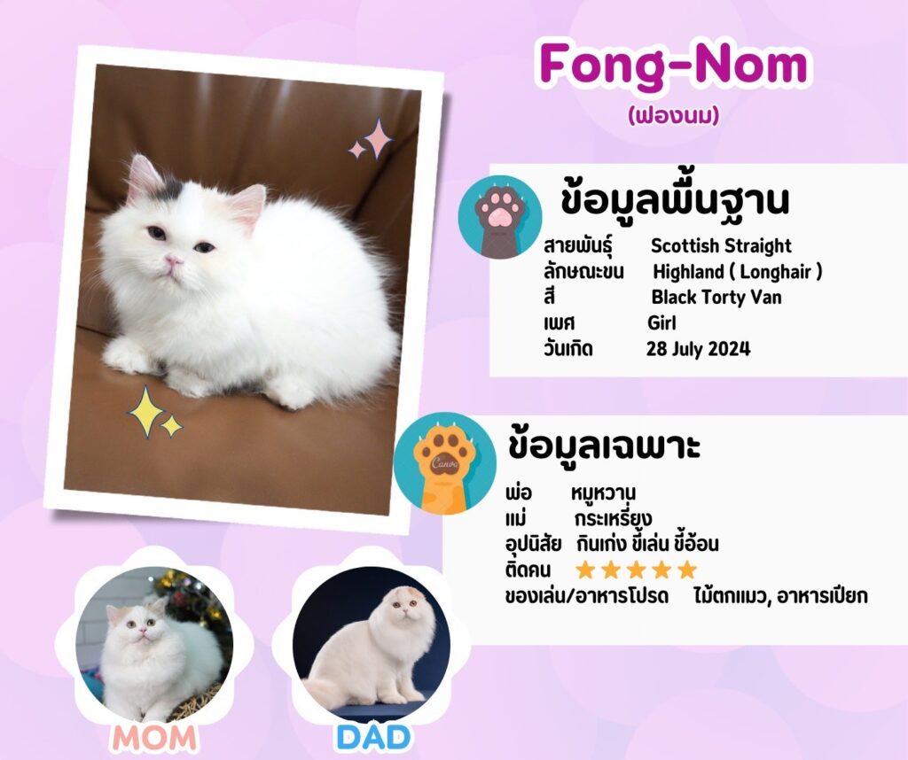 ฟองนม ลูกแมว Porphayak Cattery (3)