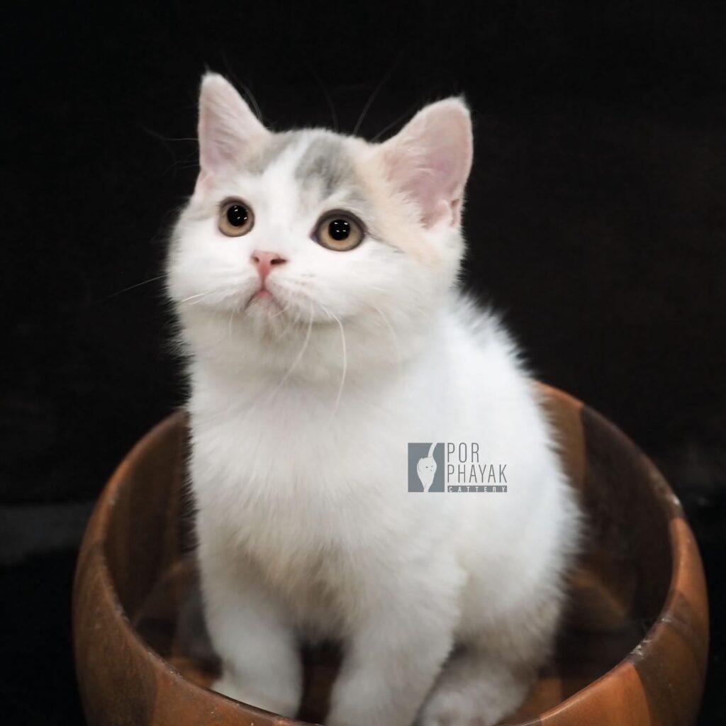 ถั่วตัด: ลูกแมว Scottish fold 18 รูปของฟาร์มแมว porphayak cattery