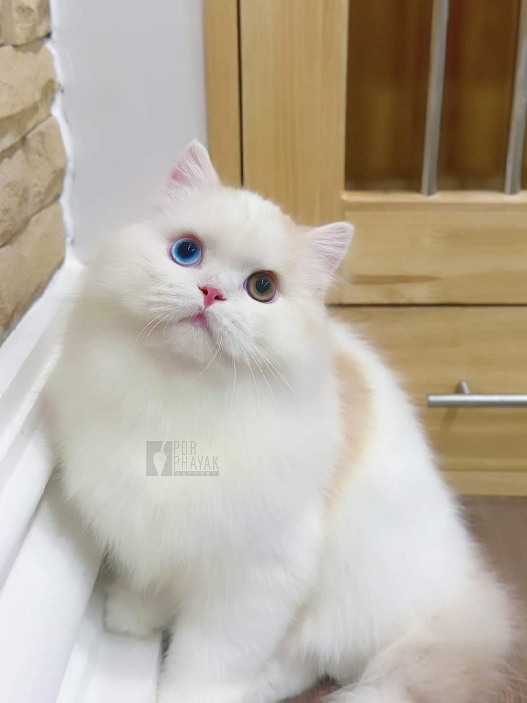 สตาร์ พ่อพันธุ์ตาสองสี ฟาร์ม por phayak cattery