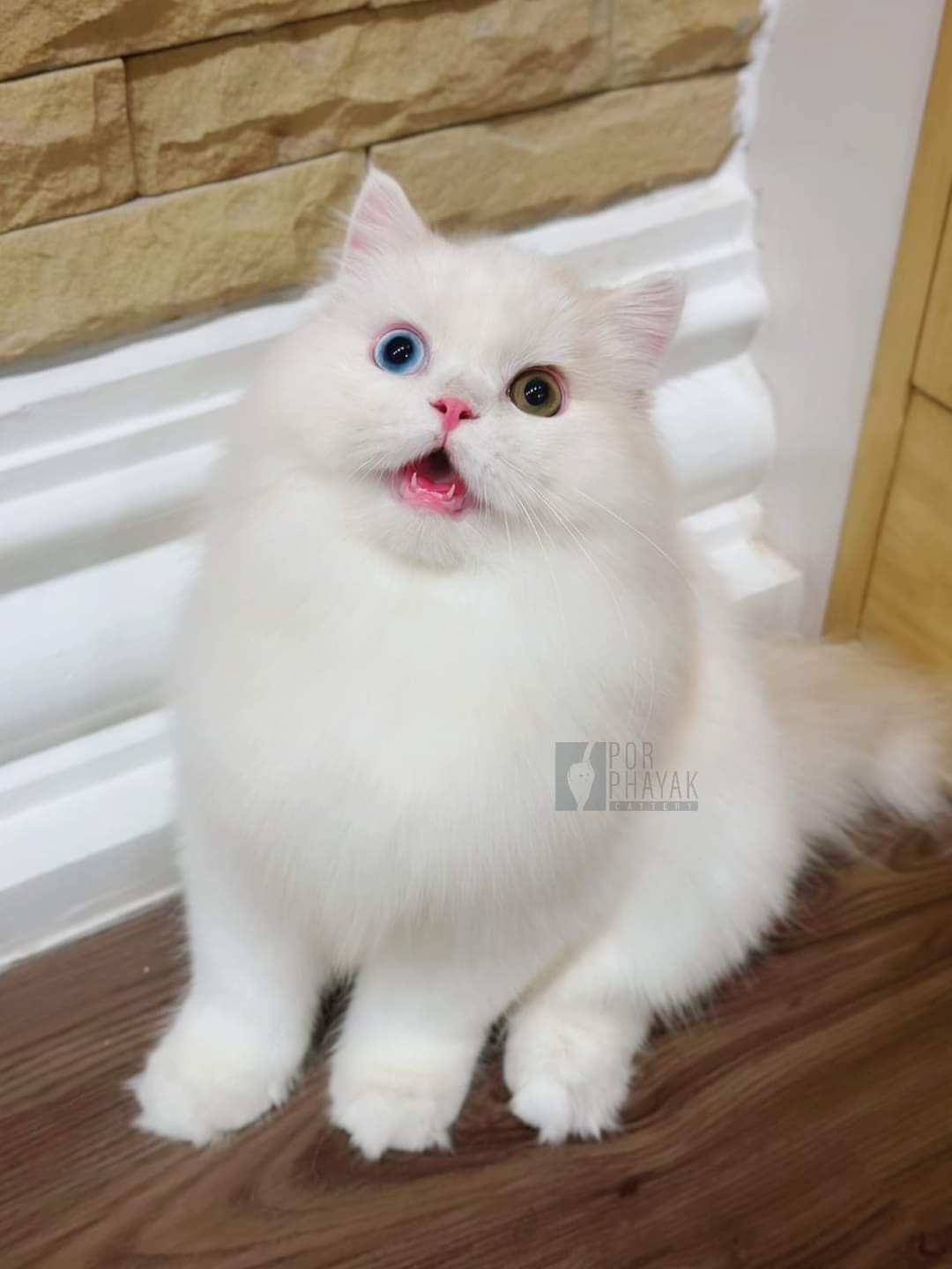 สตาร์ พ่อพันธุ์ตาสองสี ฟาร์ม por phayak cattery