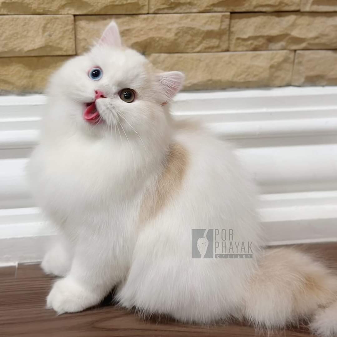 สตาร์ พ่อพันธุ์ตาสองสี ฟาร์ม por phayak cattery