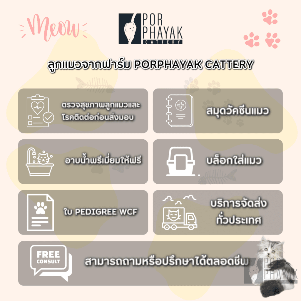 นะโม: ลูกแมว Scottish fold 14 รูปของฟาร์มแมว porphayak cattery