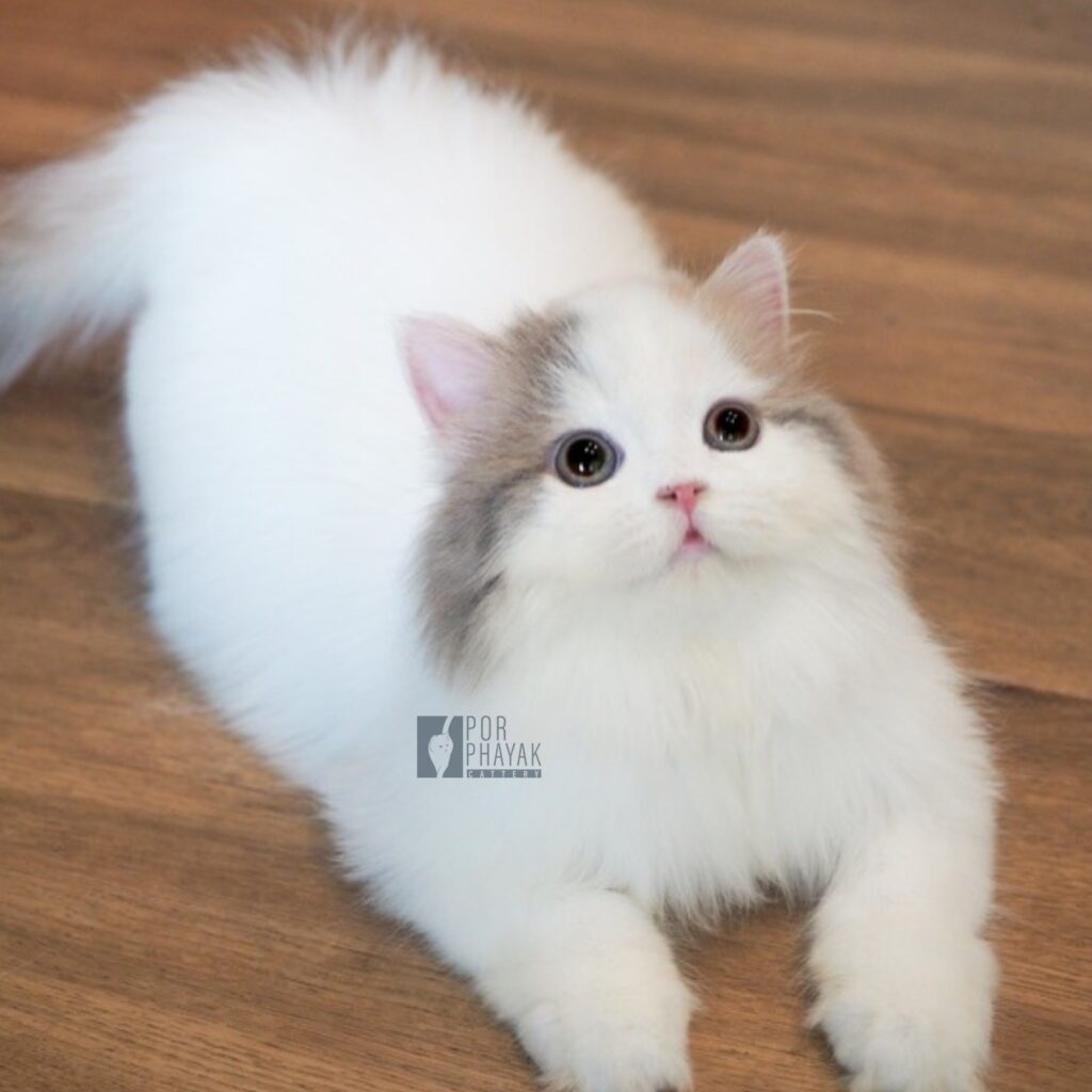 จูเนียร์: ลูกแมว Scottish fold 23 รูปของฟาร์มแมว porphayak cattery