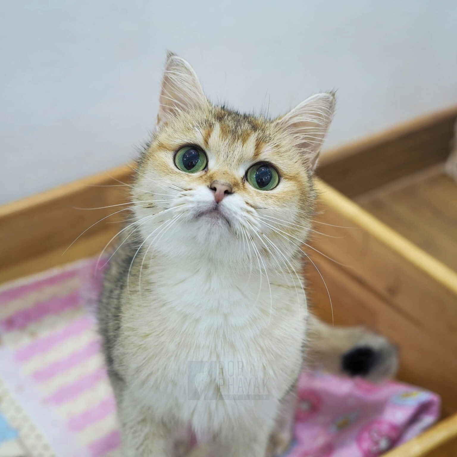 ปามมี่ แม่พันธุ์ British shorthair