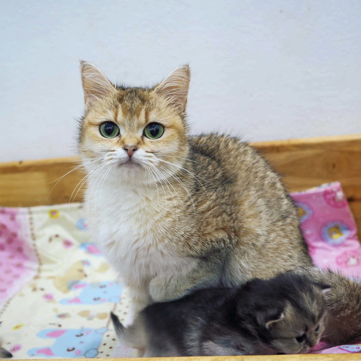 ปามมี่ แม่พันธุ์ British shorthair