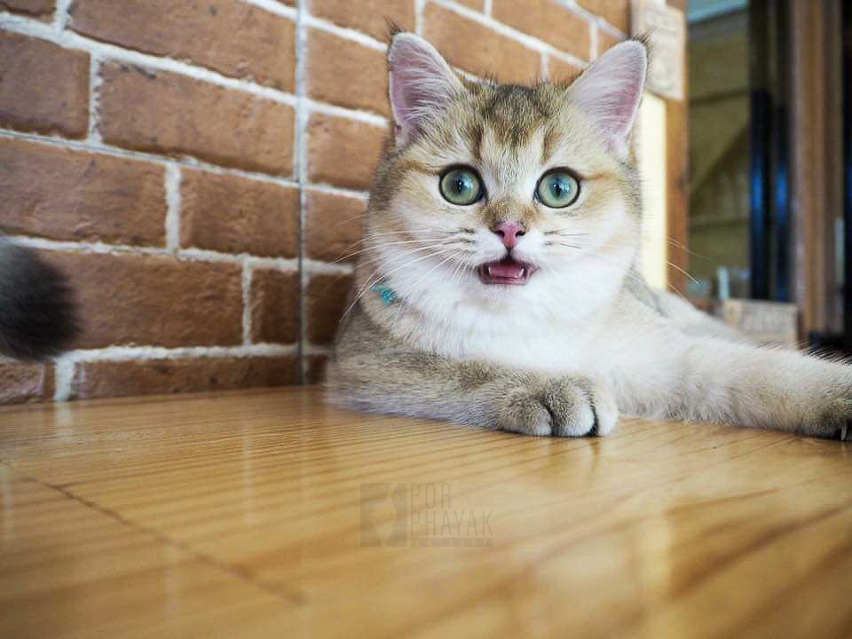 ปามมี่ แม่พันธุ์ British shorthair