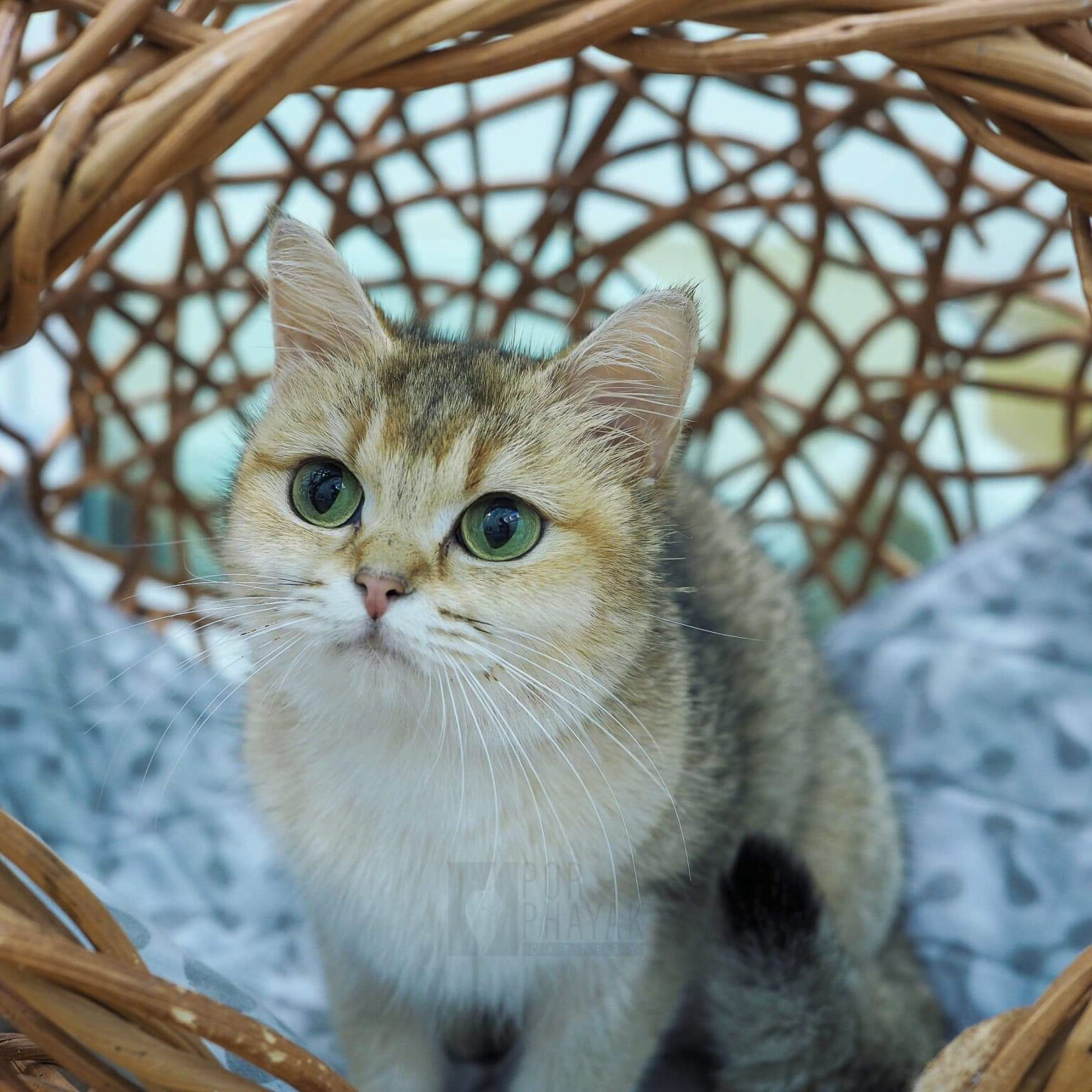 ปามมี่ แม่พันธุ์ British shorthair