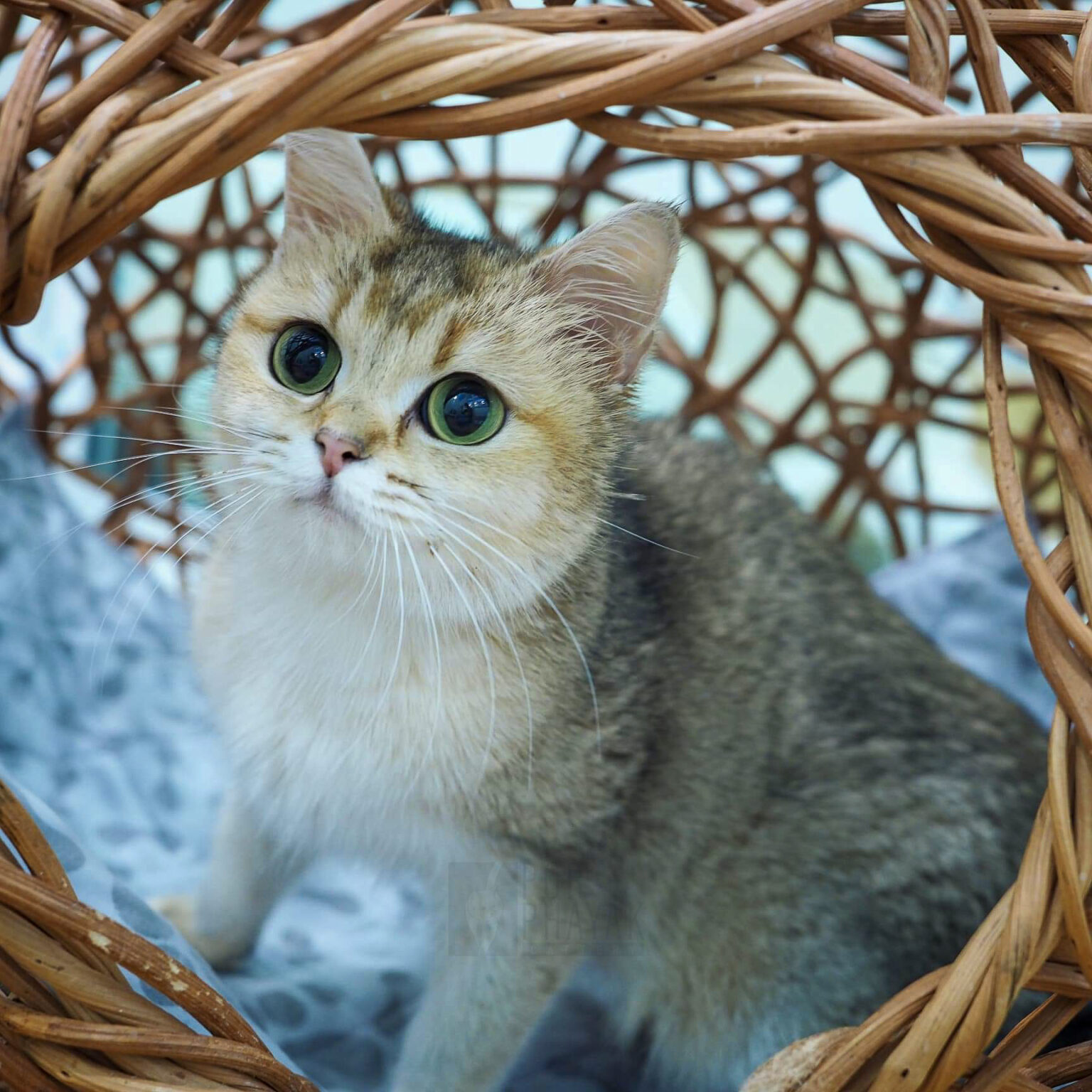 ปามมี่ แม่พันธุ์ British shorthair