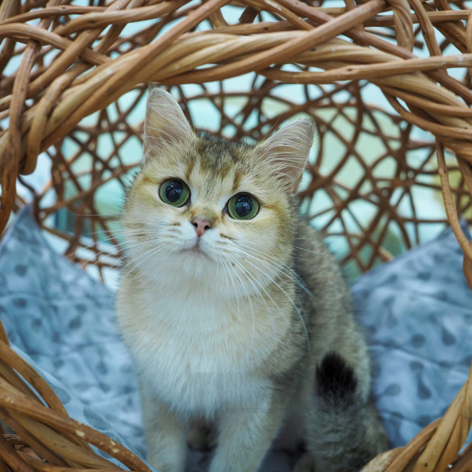 ปามมี่ แม่พันธุ์ British shorthair