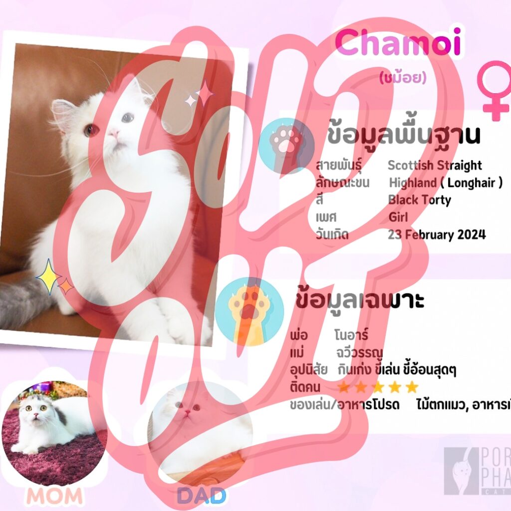 ชม้อย: ลูกแมว Scottish fold 38 รูปของฟาร์มแมว porphayak cattery