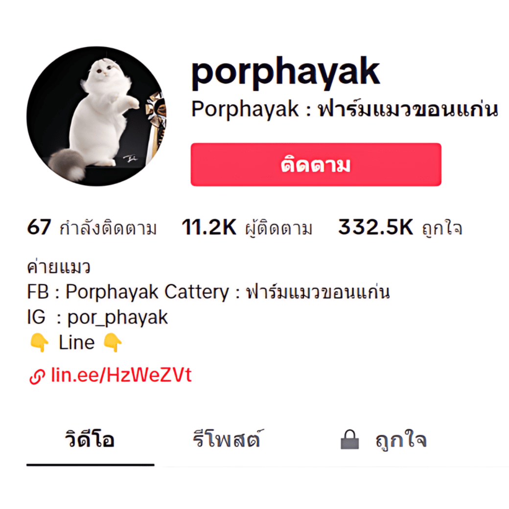 tiktok Porphayak : ฟาร์มแมวขอนแก่น
