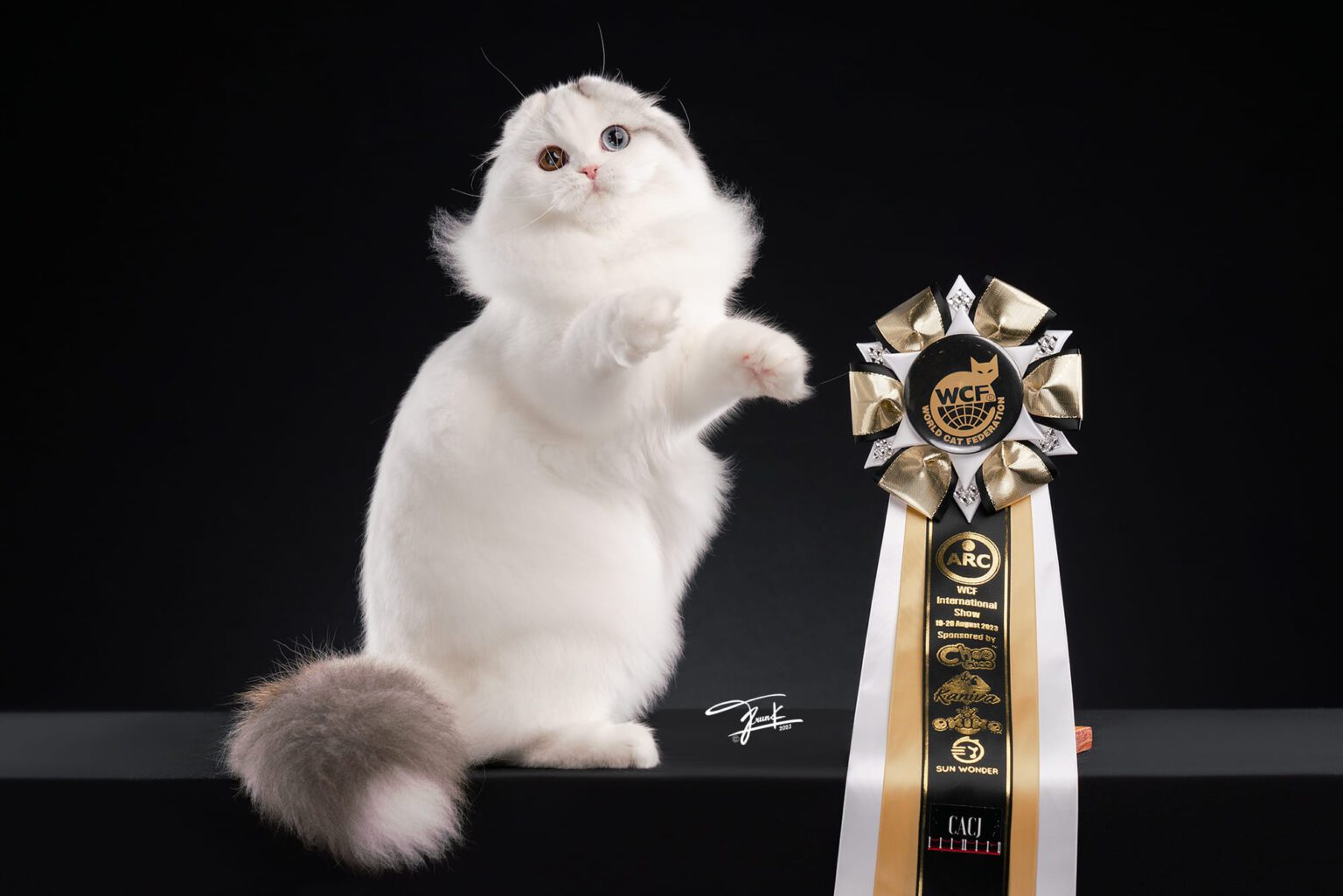 น้องพุดดิ้งแม่พันธุ์ Scottish fold (1)