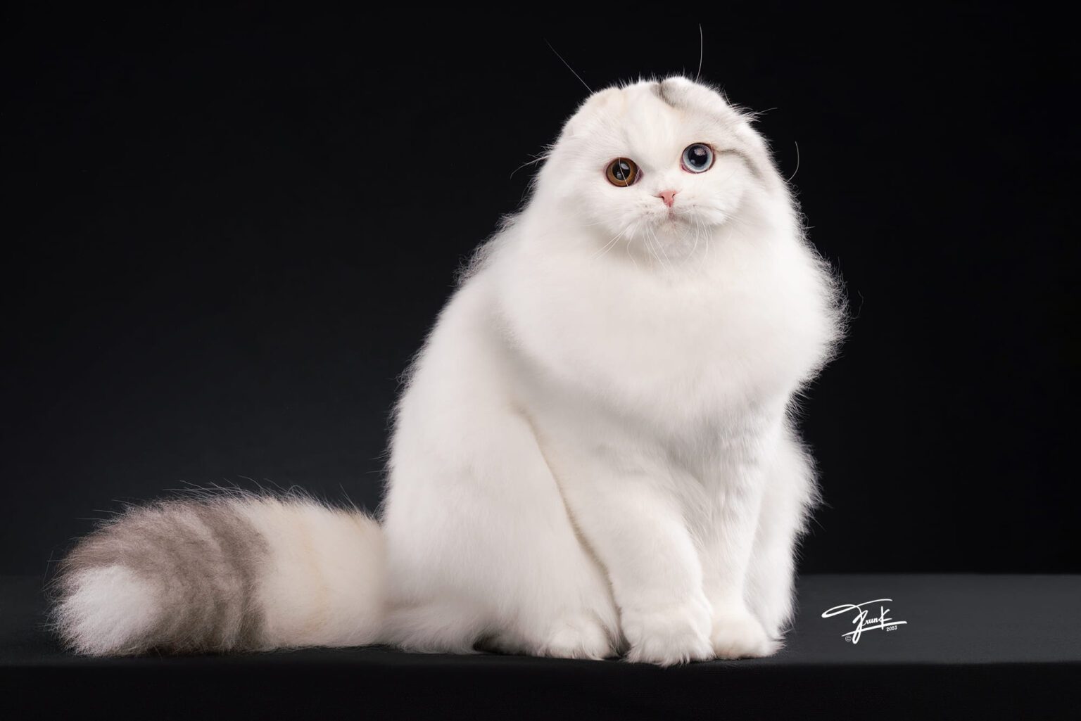 น้องพุดดิ้งแม่พันธุ์ Scottish fold (1)