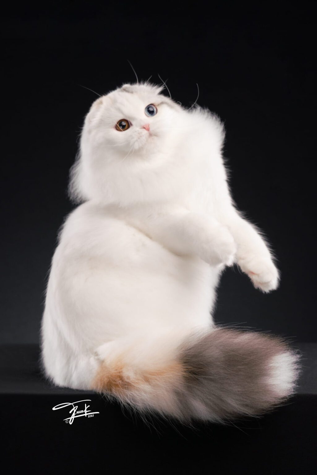 น้องพุดดิ้งแม่พันธุ์ Scottish fold (1)