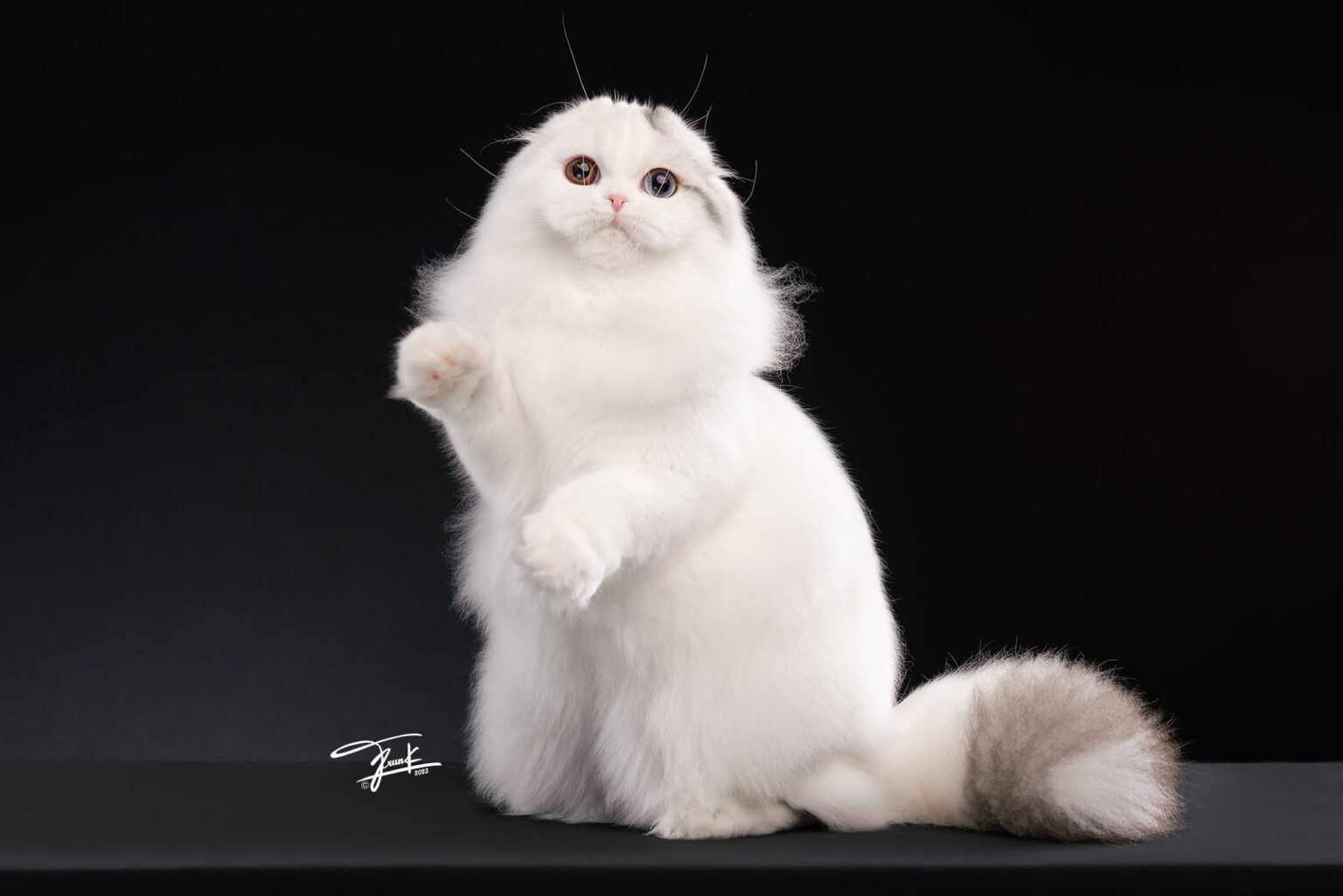 น้องพุดดิ้งแม่พันธุ์ Scottish fold (1)