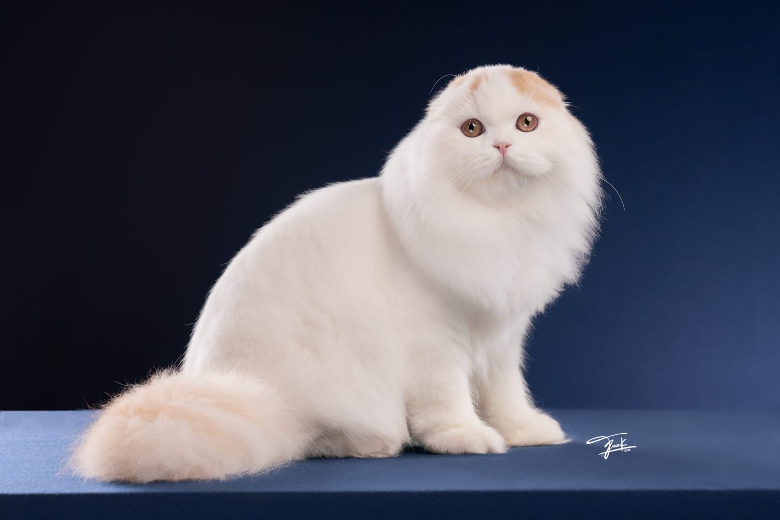 หมูหวาน พ่อพันธุ์ Scottish fold (3)