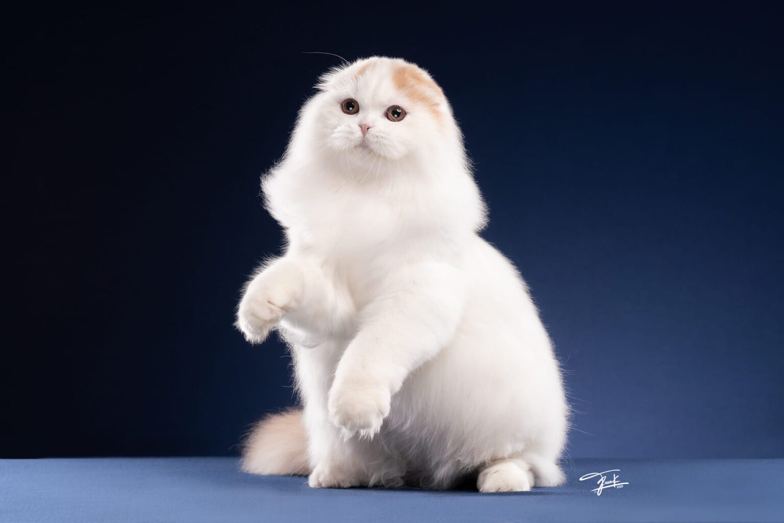 หมูหวาน พ่อพันธุ์ Scottish fold (3)