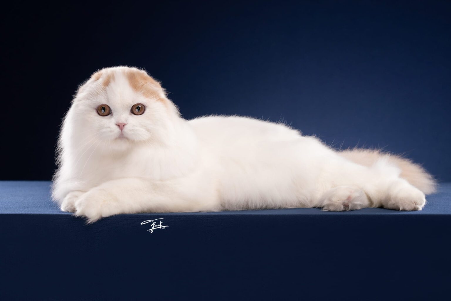 หมูหวาน พ่อพันธุ์ Scottish fold (3)