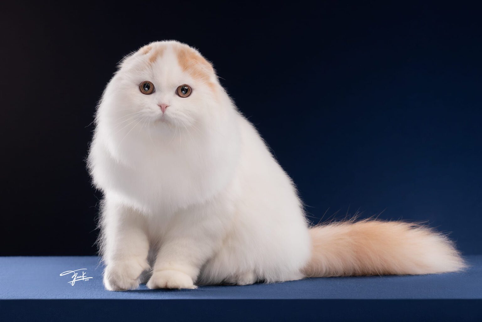 หมูหวาน พ่อพันธุ์ Scottish fold (3)