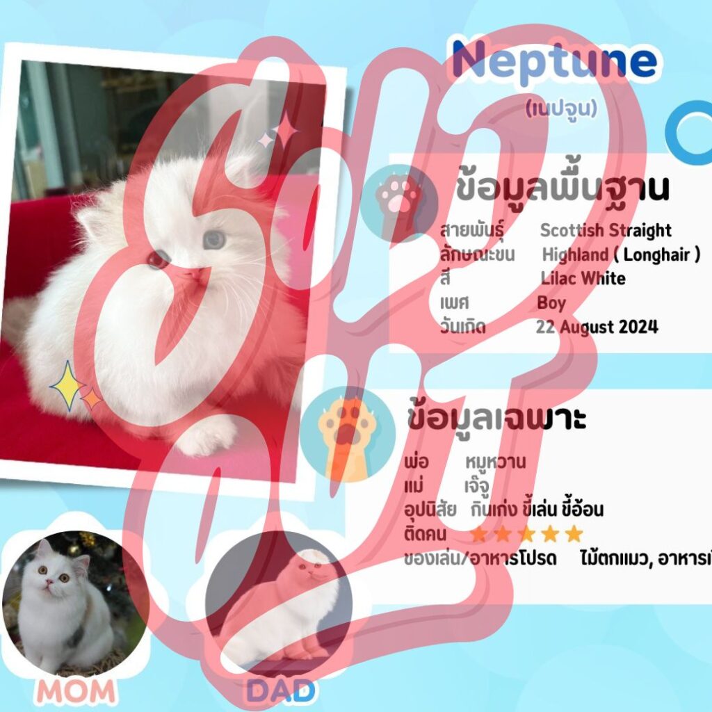 เนปจูน: ลูกแมว Scottish fold 26 รูปของฟาร์มแมว porphayak cattery