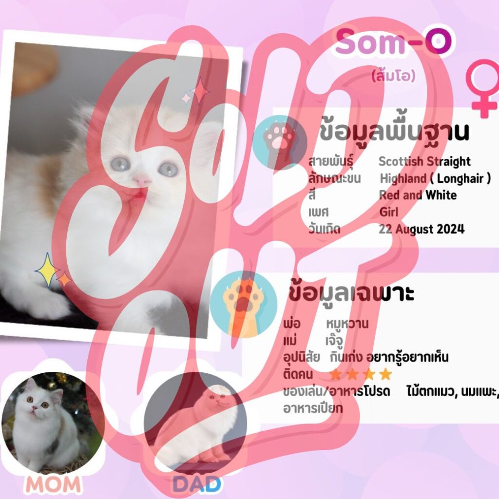 ส้มโอ: ลูกแมว Scottish fold 32 รูปของฟาร์มแมว porphayak cattery