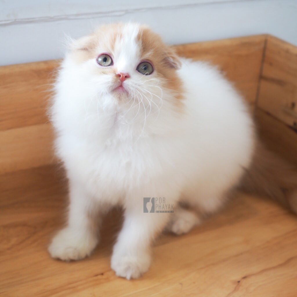 แมนนี่: ลูกแมว Scottish fold 24 รูปของฟาร์มแมว porphayak cattery