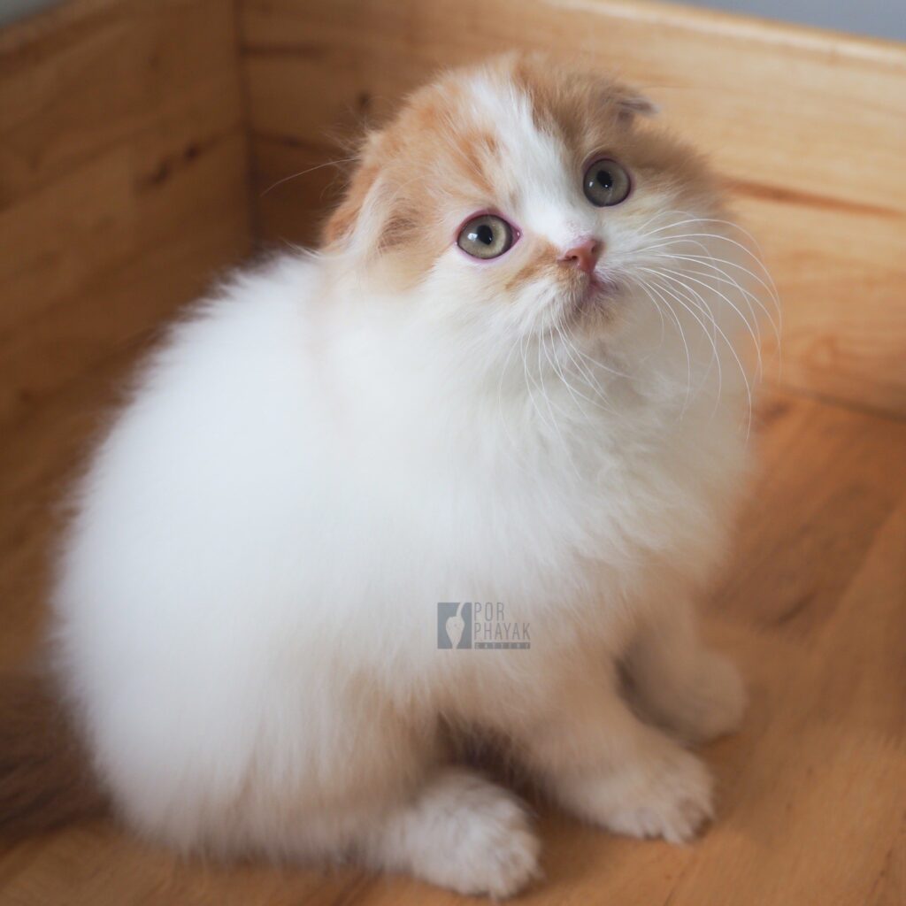 แมนนี่: ลูกแมว Scottish fold 26 รูปของฟาร์มแมว porphayak cattery