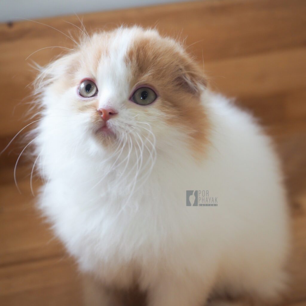 แมนนี่: ลูกแมว Scottish fold 28 รูปของฟาร์มแมว porphayak cattery