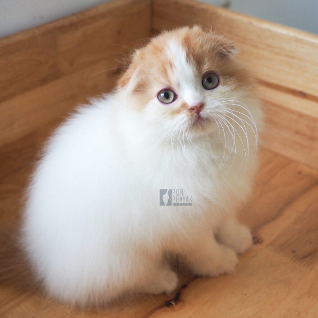 แมนนี่: ลูกแมว Scottish fold 30 รูปของฟาร์มแมว porphayak cattery